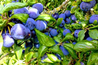 THE WILD PLUM SONGBOOK